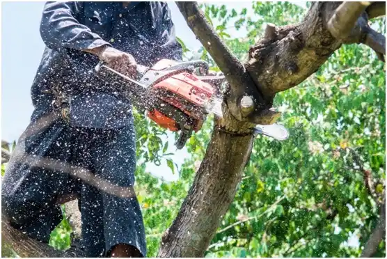 tree services Rib Mountain